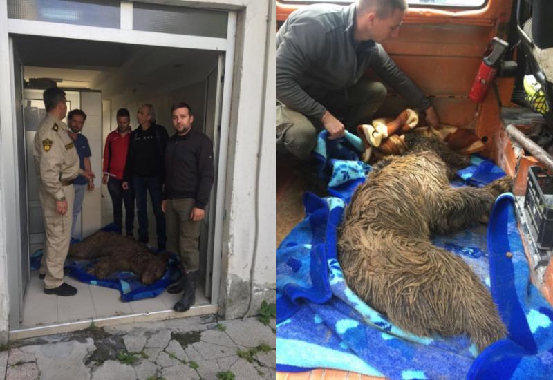 Medvjedica otrovana s otrovom za puževe, prebačena u Sarajevo